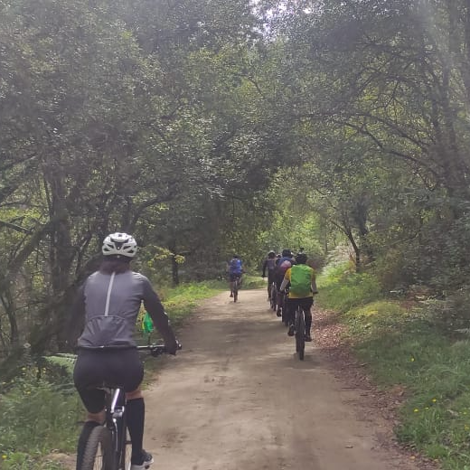 Cyclists riding together along a shaded woodland trail