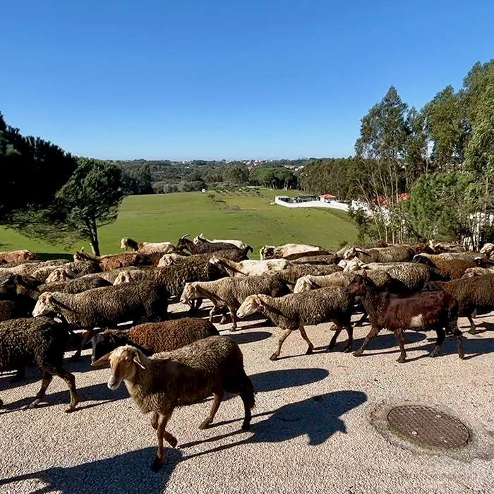 A flock of sheep crossing a rural road during the cycling tour
